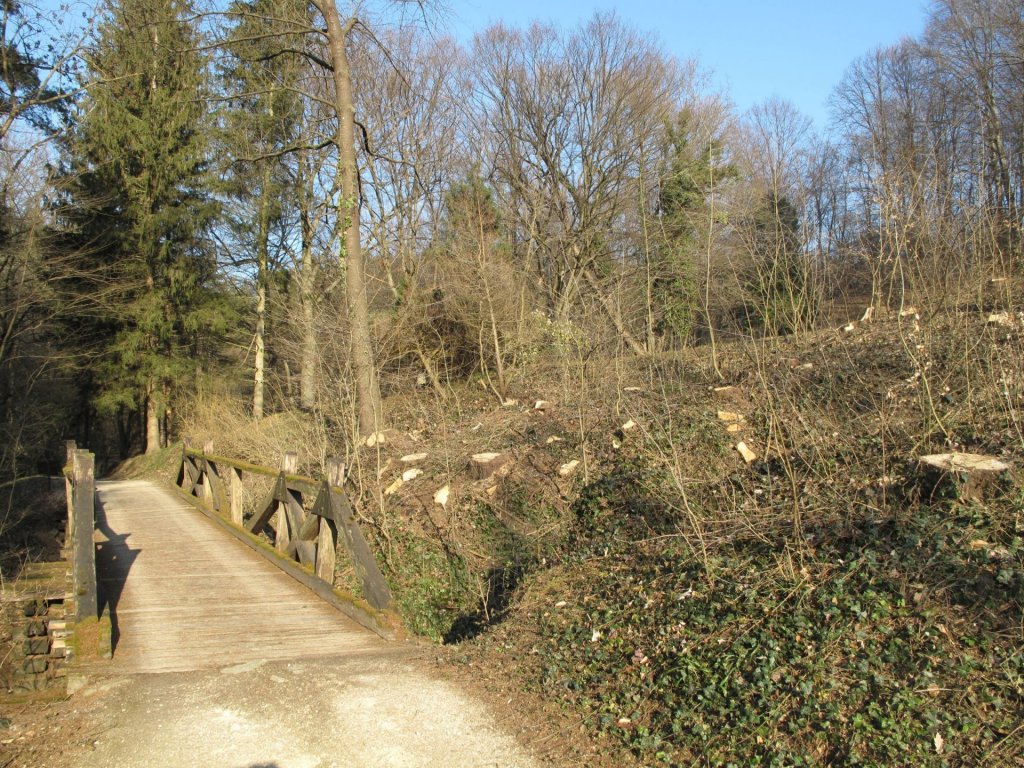 Fenyőpusztulás és megújulás a visegrádi füvészkertben
