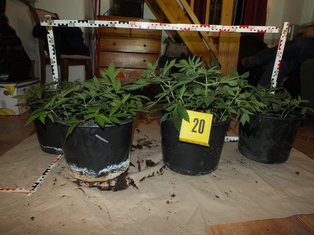 Cannabis ültetvényt számoltak fel Tahitótfaluban