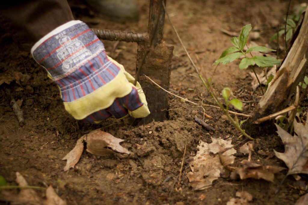 Újabb területeket foglalnak vissza az őshonos erdők Dunabogdánynál