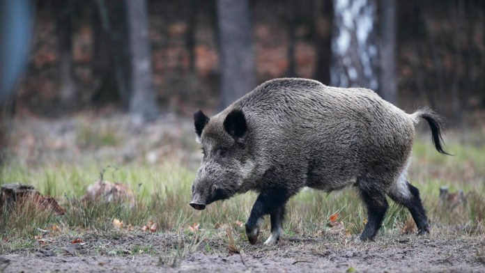 Vadveszély, rókák után vaddisznót is láttak.