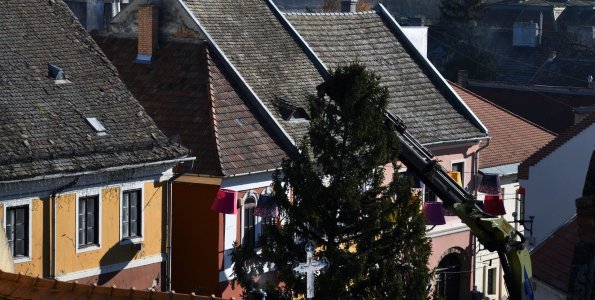 Ki adja idén a város karácsonyfáját?