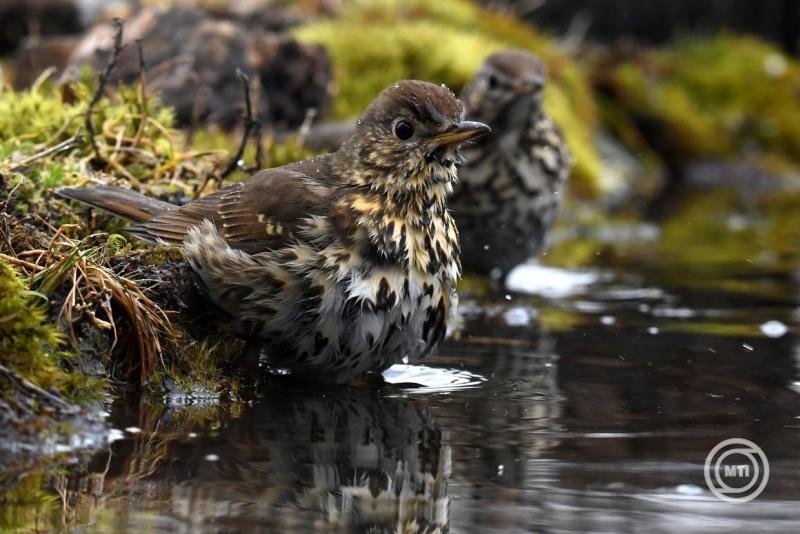 Az énekes rigó lett 2026-ban az év madara