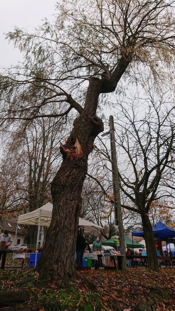 Több balesetveszélyes fa is kivágásra vár a városban