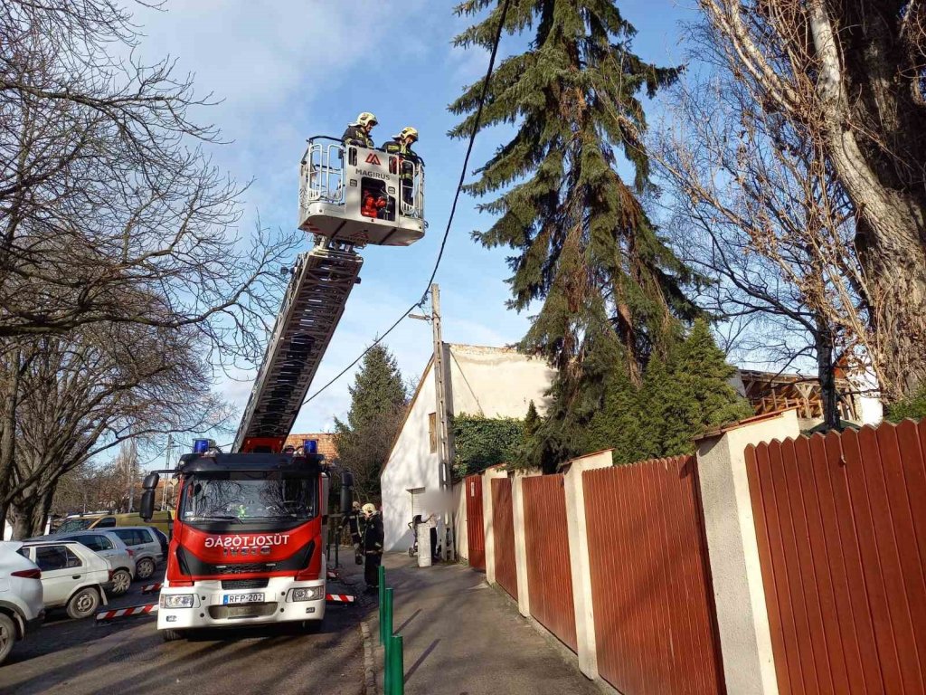 Veszélyesen megdőlt fa 