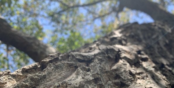 Február végétől faápolási munkák kezdődnek városunkban