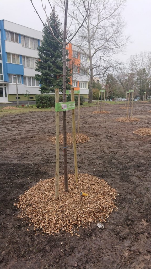 Befejeződött a fák telepítése a Hamvas Béla utcában 