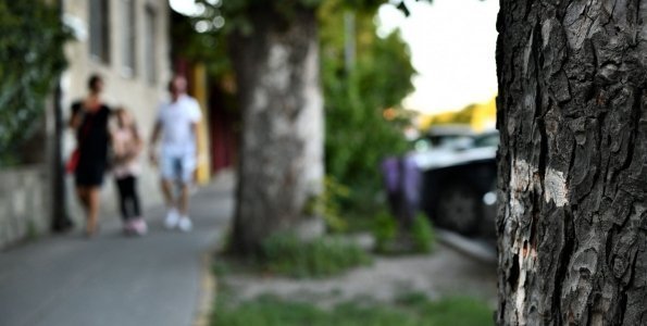 Balesetveszélyes fákat vágnak ki a városban