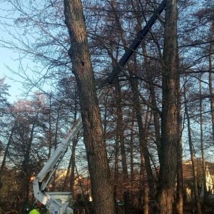 Veszélyessé vált fákat vágnak ki a Bükkös-parton