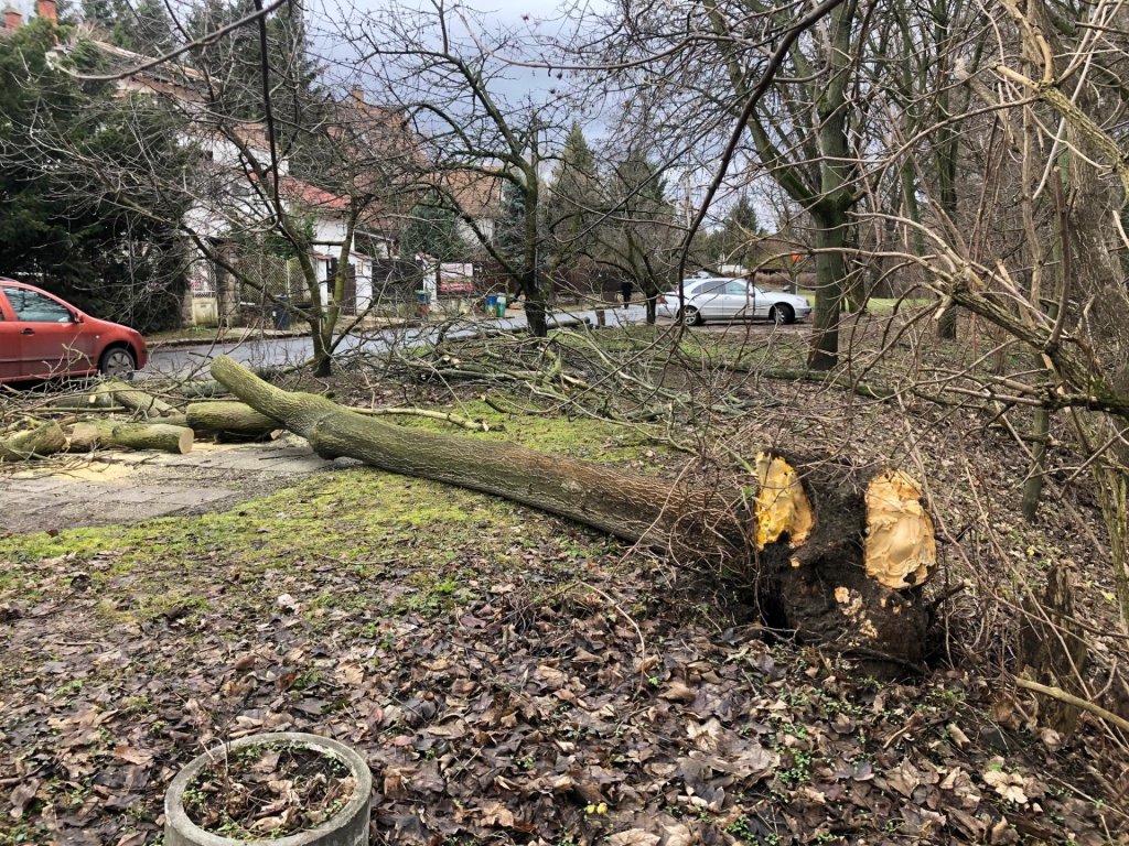 Közel száz esetben avatkoztak be tegnap a Pest megyei tűzoltók