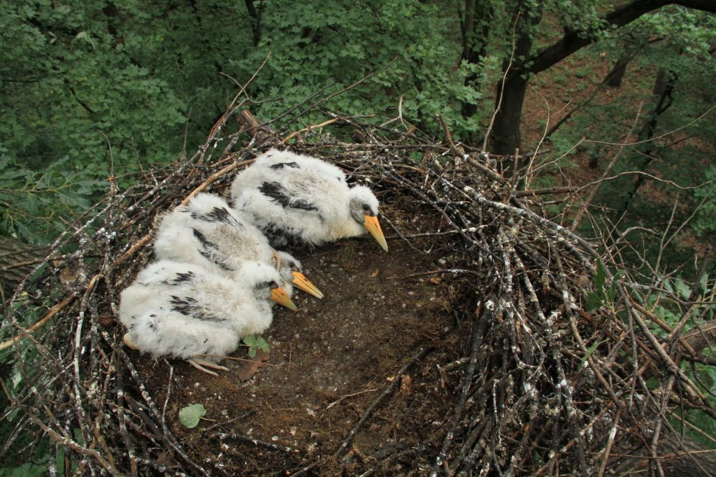 Fekete gólya fiókákat gyűrűztek a Pilisi Parkerdőben!