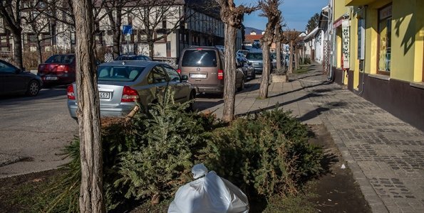 Megvan a karácsonyfák elszállításának pontos ideje Szentendrén
