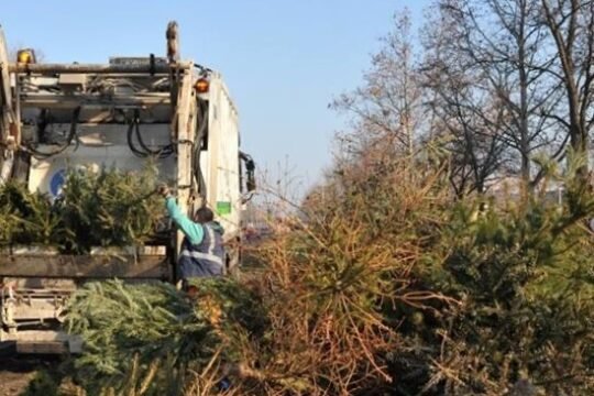 Elszállítják a fenyőfákat