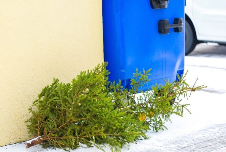 Fenyőfák elszállítása Budakalászon – január 8-9.