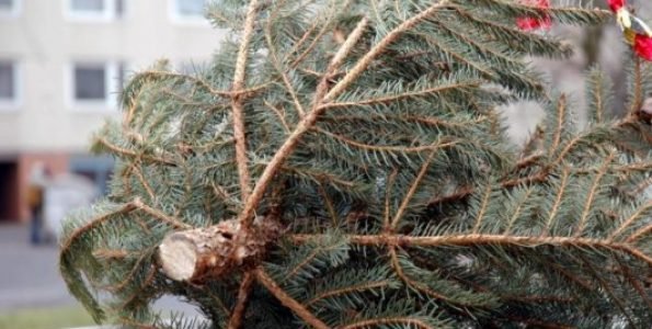 Fenyőfa-begyűjtést szervez a Városi Szolgáltató Nonprofit Zrt. 