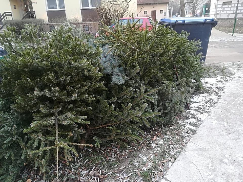 Fenyőfabegyűjtés január 12-től három hétvégén