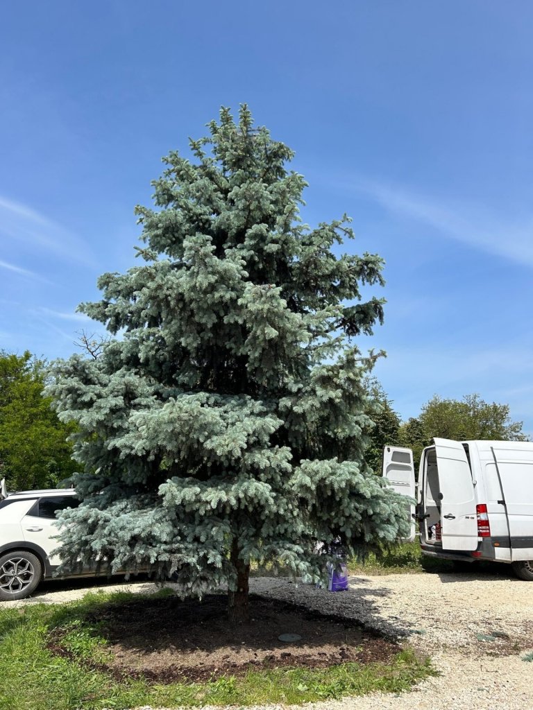 A sérülés ellenére jó állapotban van a város karácsonyfája