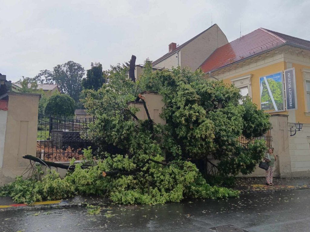 Újabb csapást mért az időjárás az FMC udvarán álló öreg hársfára