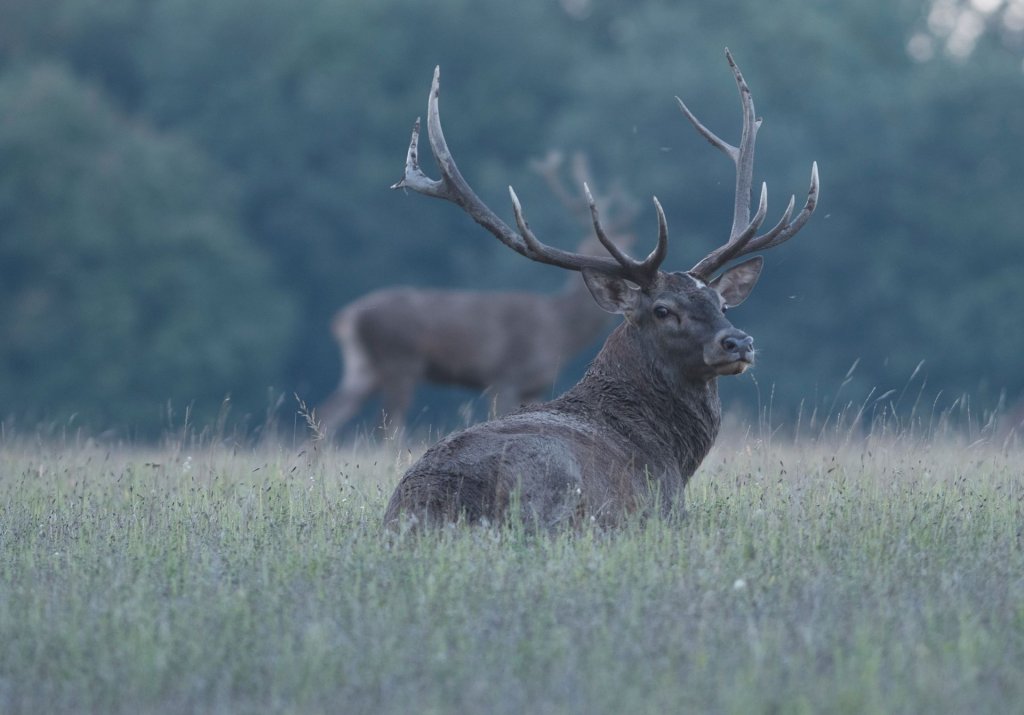 Engedély nélkül: lopás!