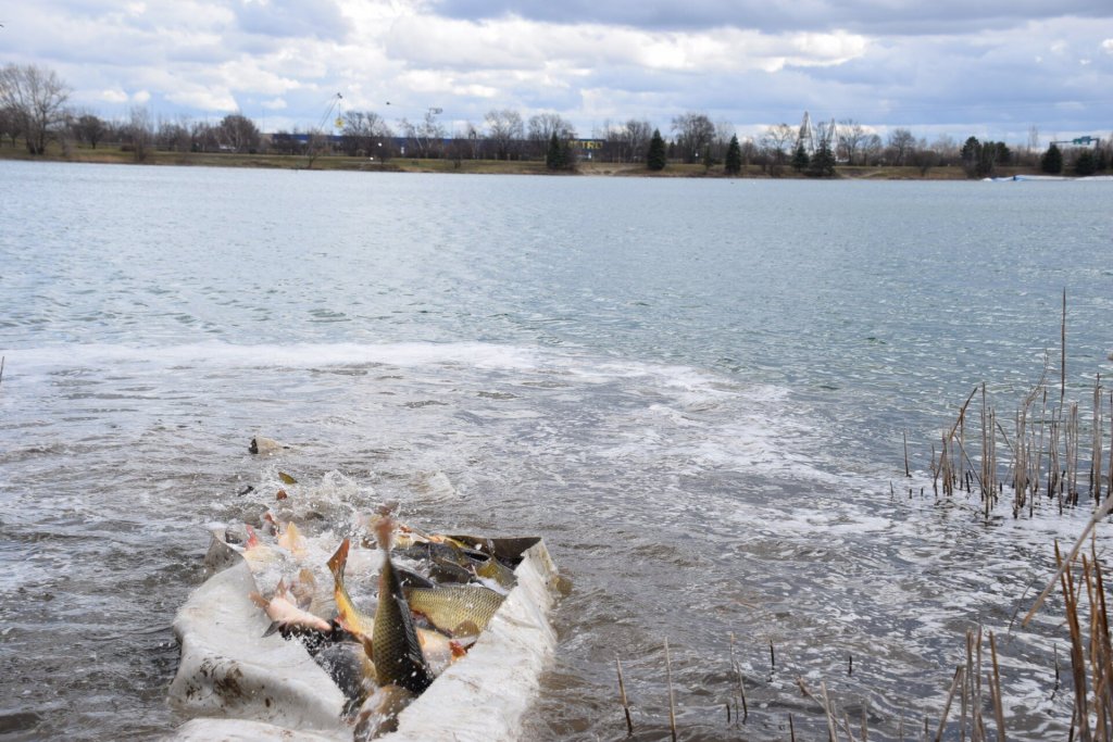 Haltelepítést végeztek az Omszk-tavon