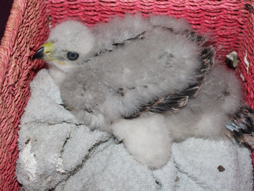 Védett madarakat, héjafiókákat loptak egy fészekből Tahitótfalunál