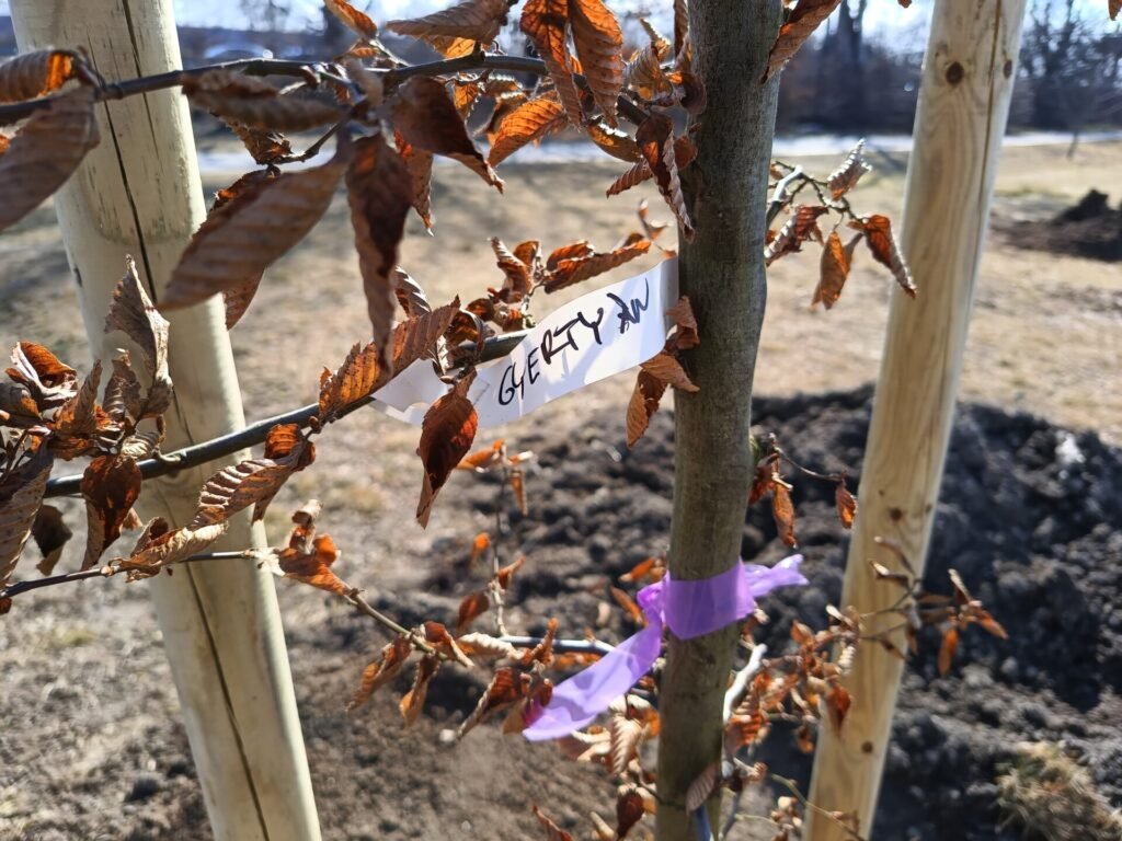 Zöldülő utcák Budakalászon – elindultak az őszi faültetések