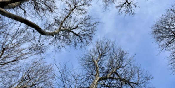 Gallyazás kezdődik Szentendrén 