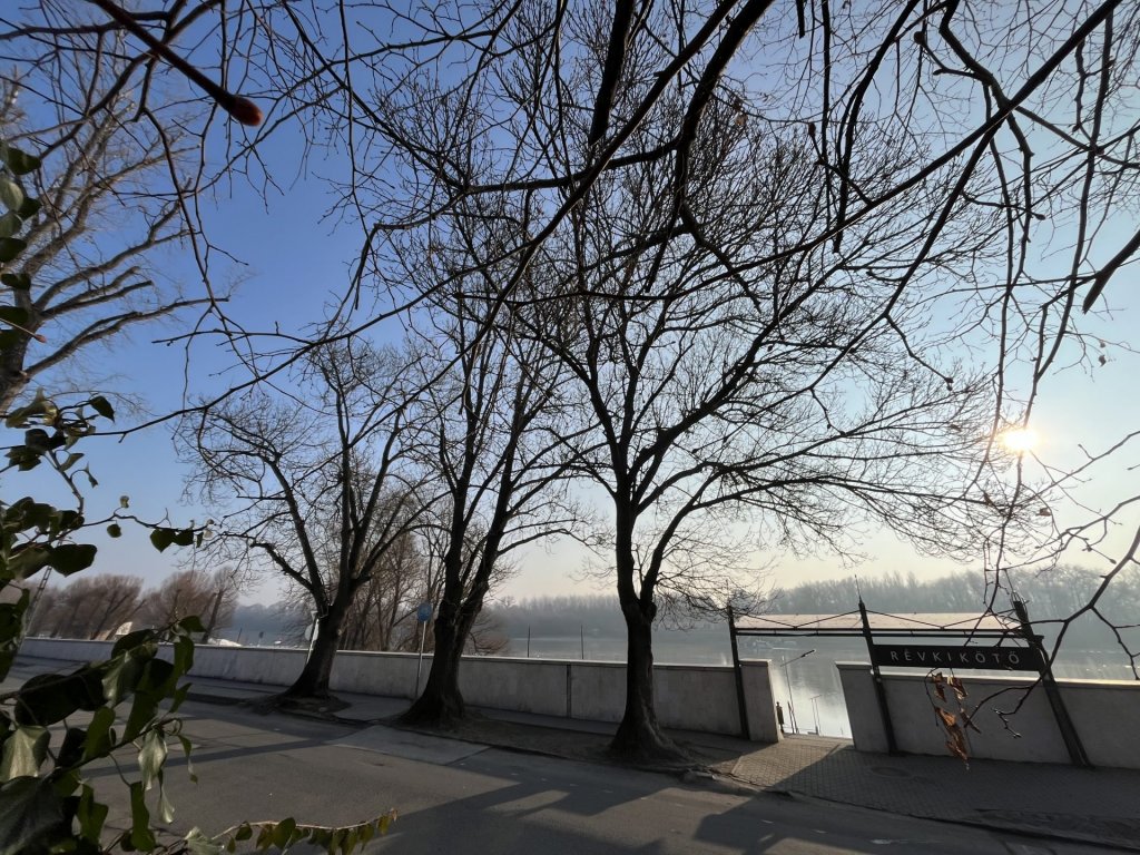 Három fa veszélyezteti az árvízi védművet a belvárosban