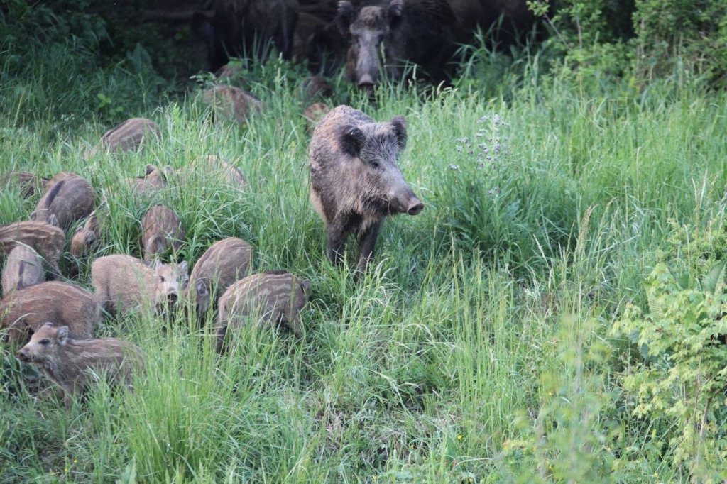A következő időpontokban lesz vadkár elhárítás
