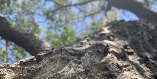 Faápolás városszerte Június 3-án