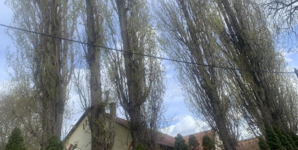 Lezárás fametszés miatt!