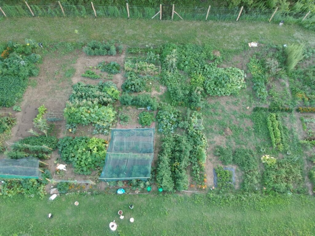 Palánta csere - bere lesz a  Kalászi Közösségi Kertben