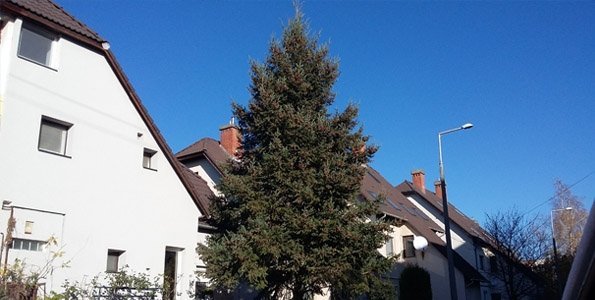 Szerdán érkezik a Fő térre Szentendre karácsonyfája