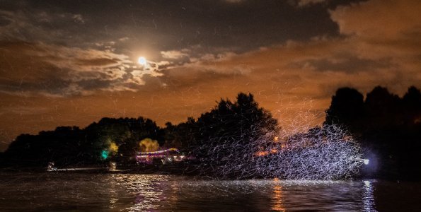 Kérészmentést szerveznek Szentendrén