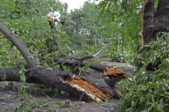 Az árvíz következményei a fákat sem kímélik