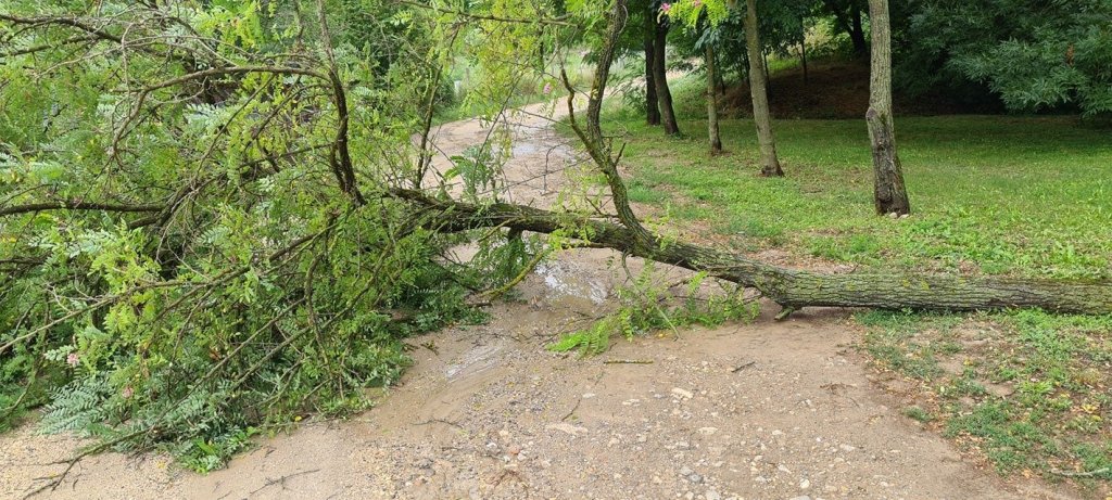 Kidőlt fák eltávolítása