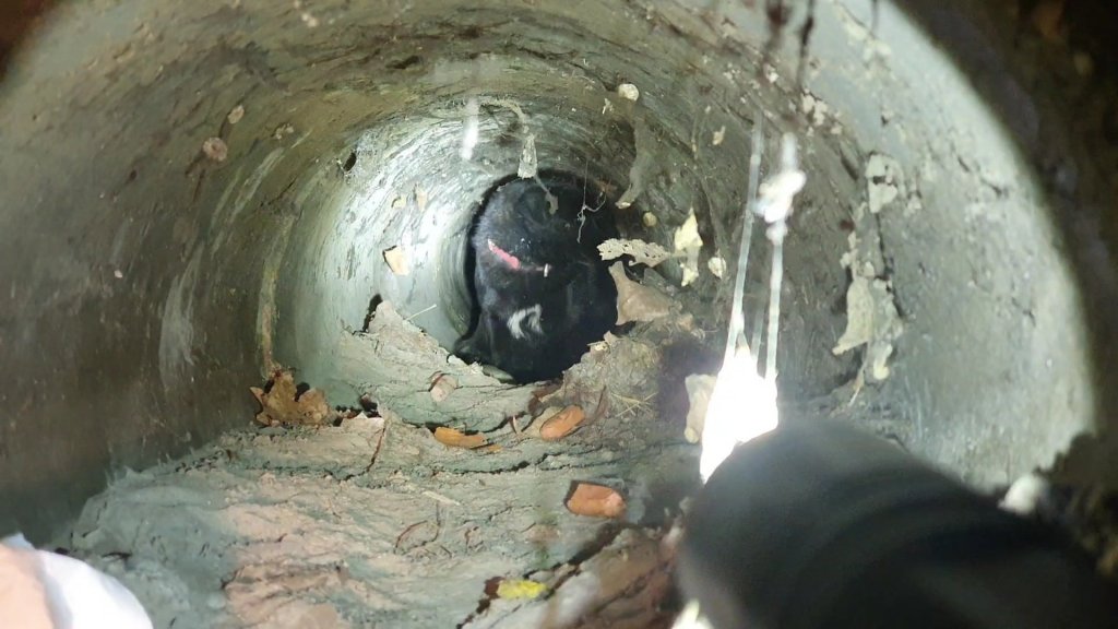 Egy elütött kutyát mentettek ki a cső fogságából a Kutató-Mentő Szolgálat önkéntesei