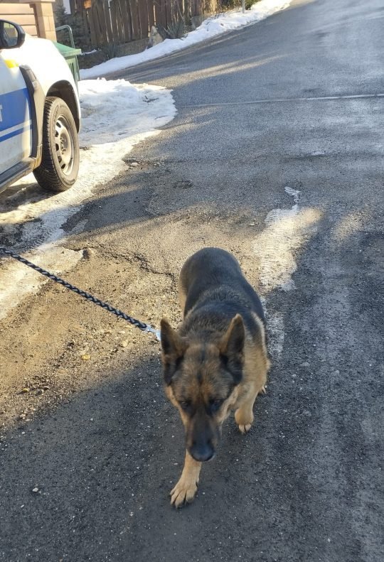 Ha kóbor állatot észlelünk, értesítsük a rendészeti szolgálatot!