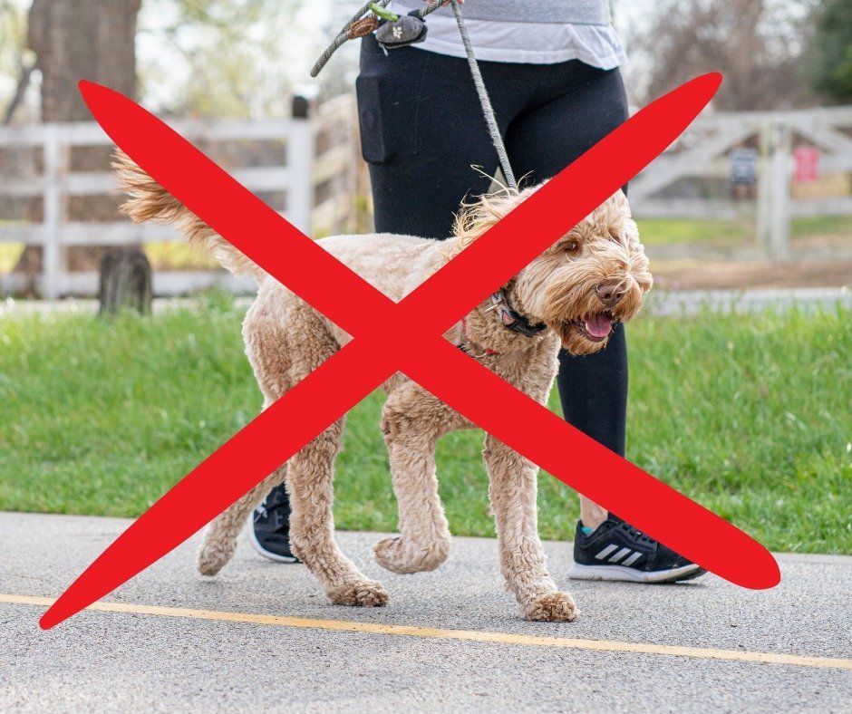 Kennelköhögés az Árvácskában