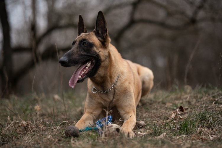 Kutyakiválasztás a rendőrségen 