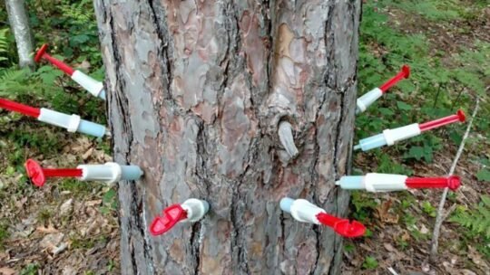 Pályázat - a Luppa-sziget különleges platánfáit óvni kell 