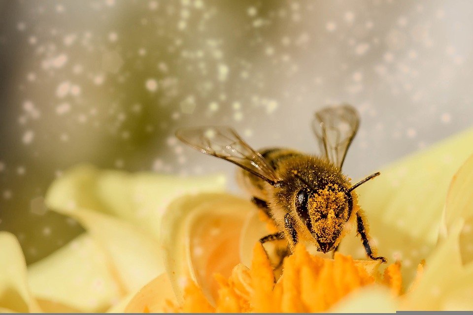 Hatósági zárlat alá kerültek a méhészetek a környező településeken