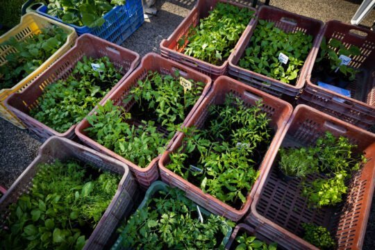 Palántákat is árulnak a Mentáskertben