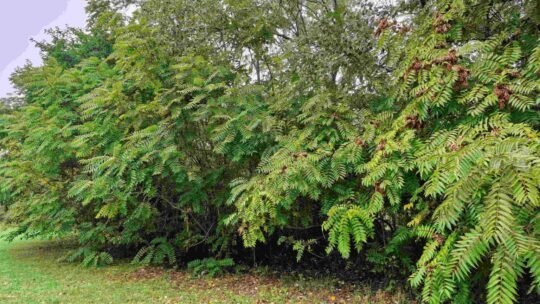 Az őshonos faállomány védelmében