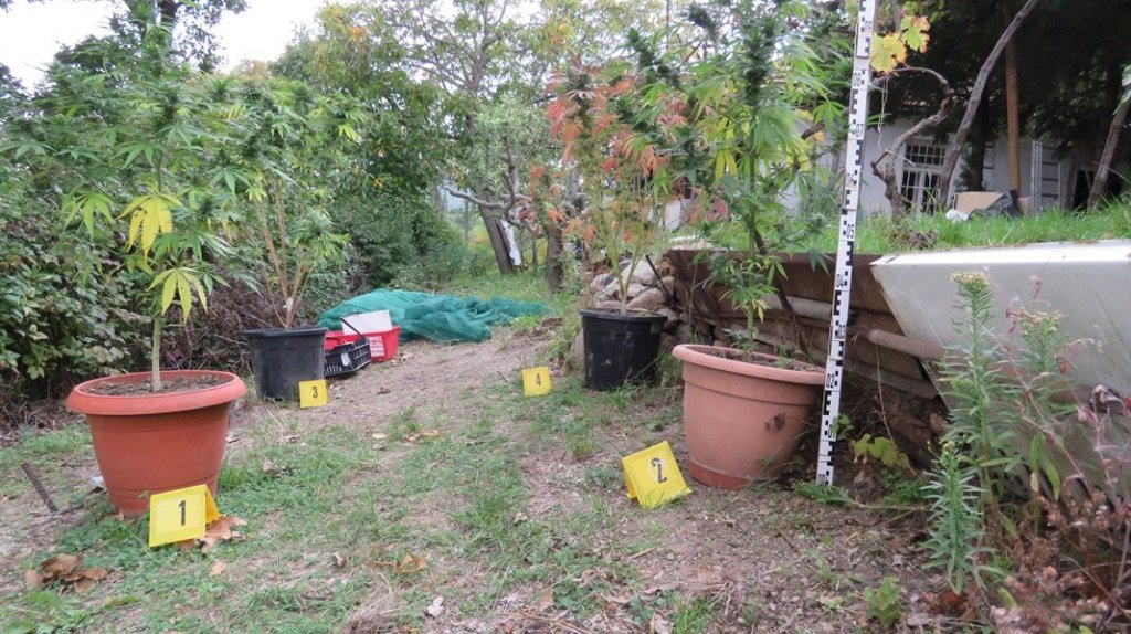 Otthon termesztették a drogot, garázdaság buktatta le őket