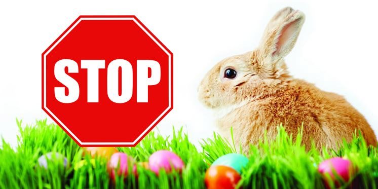 Nyuszi-STOP! - Idén is kampányolnak az állatvédők