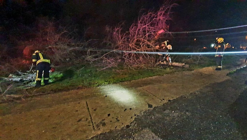 Kidőlt egy fa Szentendrén