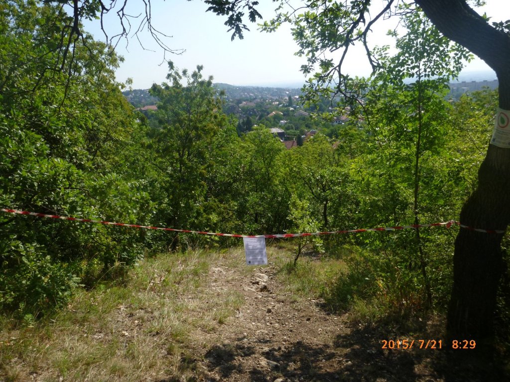 Leszalagozták a vihar miatt megrongálódott fákat