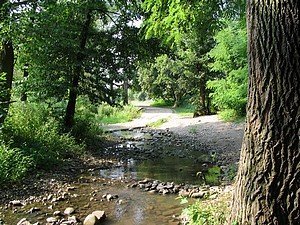 Szakemberek vizsgálják a Bükkös patak menti fákat