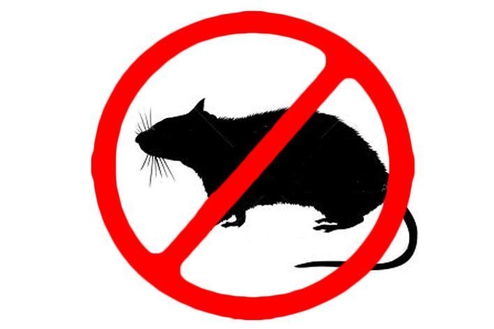 Budakalász egyes utcáiban rágcsálóirtást végeznek