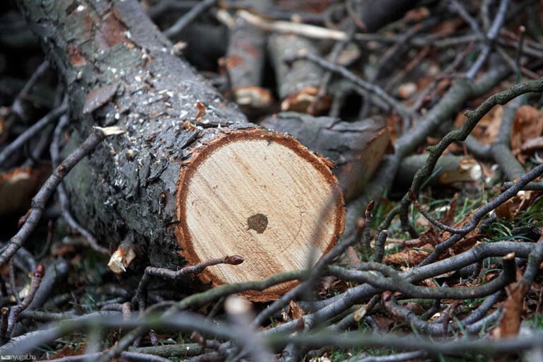 A munkálatok alatt ne parkoljanak a fák és a szalaggal jelölt területek közelében